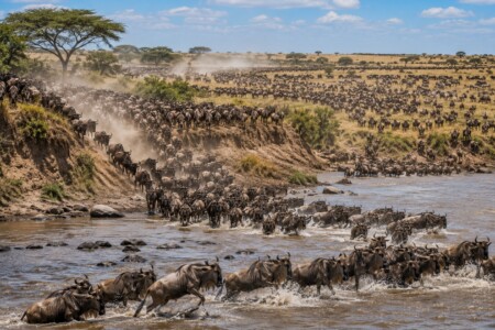 Where to Stay in Serengeti for the Great Migration