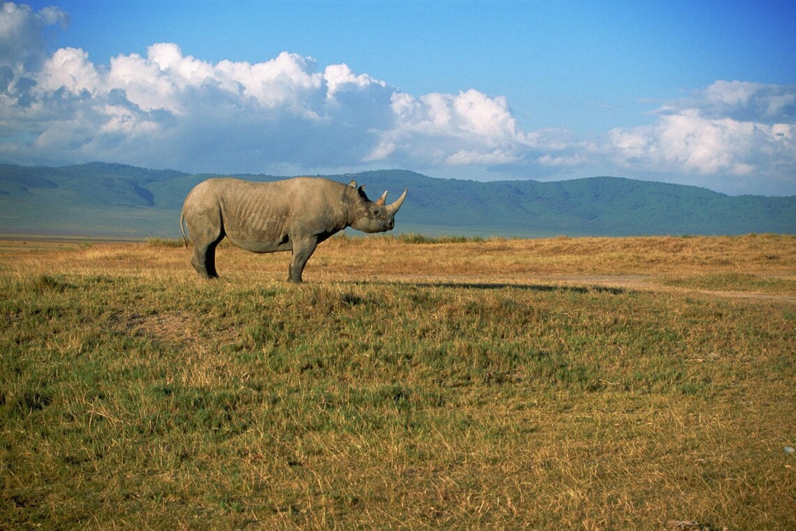 Black rhino grazing in Ngorongoro, one of Tanzania’s best wildlife safari destinations.